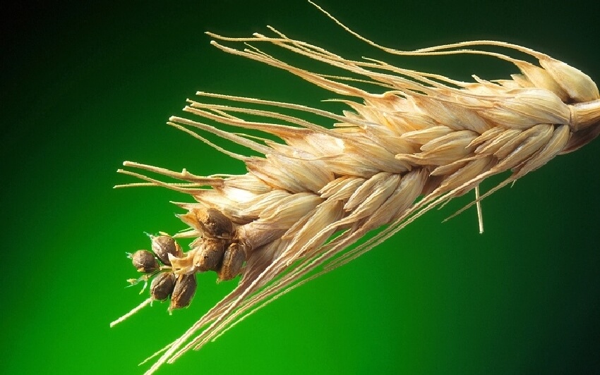 Buğday Sürme Hastalığı (Tilletia Foetida)