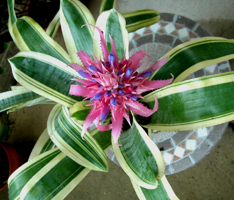 Aechmea Fasciata iei