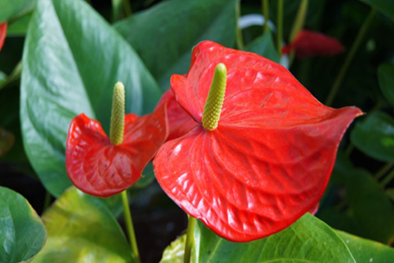 Anthurium Andreanum iei