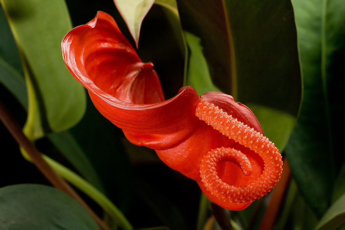 Anthurium Scherzerianum Çiçeği