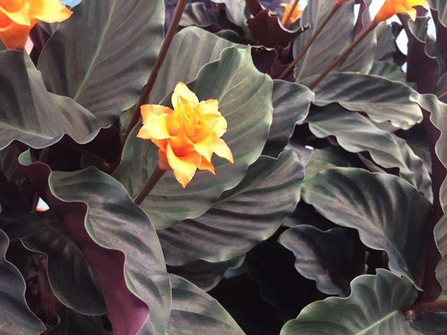 Calathea Crocata iei