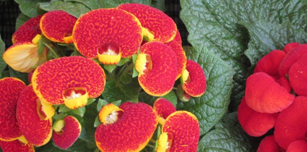 Calceolaria x Herbeohybrida iei