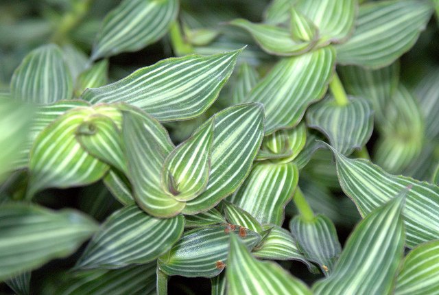 Callisia Elegans Repens iei