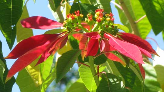 Euphorbia Pulcherrima iei