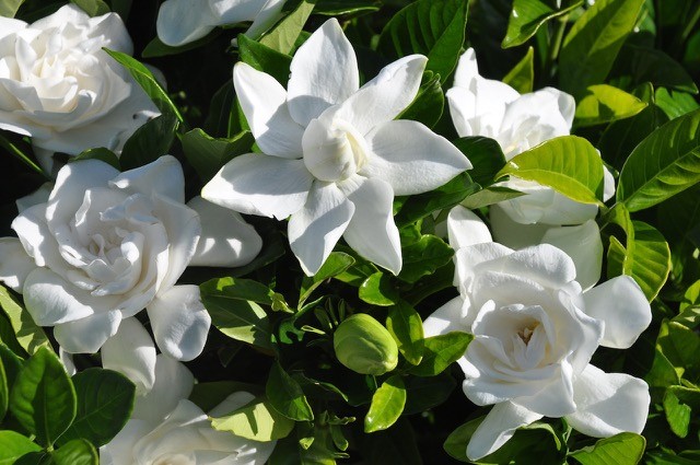 Gardenia Jasminoides iei