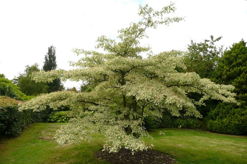 Cornus controversa Variegata Aac