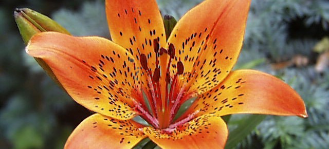 Lilium Çiçeği