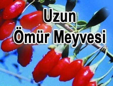 Kurt Üzümü Hangi Alanlarda Kullanılır? Kurt Üzümü Hangi Alanlarda Kullanılır?