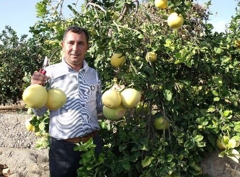 Ağaçkavunu Faydaları ve Zararları Nelerdir? Ağaçkavunu Faydaları ve Zararları Nelerdir?