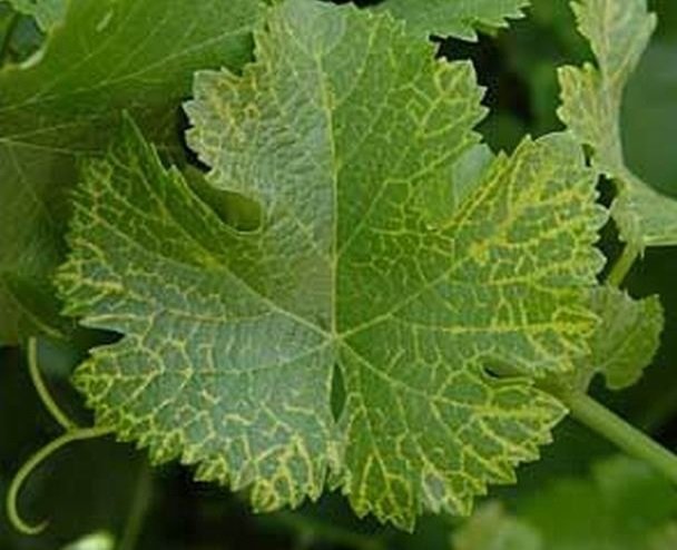 Asma Yelpaze Yaprak Virüsü (Grapvein Fanleaf Virus) Asma Yelpaze Yaprak Virüsü (Grapvein Fanleaf Virus)