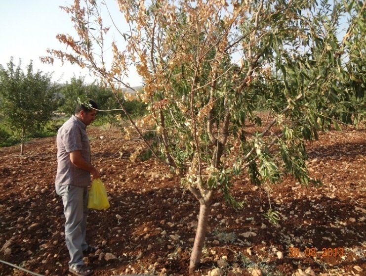 Badem Dal Kanseri Hastalığı (Pseudomonas Amygdali) Badem Dal Kanseri Hastalığı (Pseudomonas Amygdali)