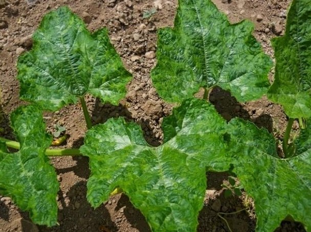 Kabak Mozaik Virüsü (Squash Mosaic Comovirus-Sqmv) Kabak Mozaik Virüsü (Squash Mosaic Comovirus-Sqmv)