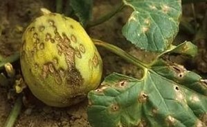 Colletotrichum Orbiculare Nedir? Colletotrichum Orbiculare Nedir?