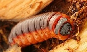 Ağaç Kızılkurdu Zararlısı (Cossus Cossus) Ağaç Kızılkurdu Zararlısı (Cossus Cossus)