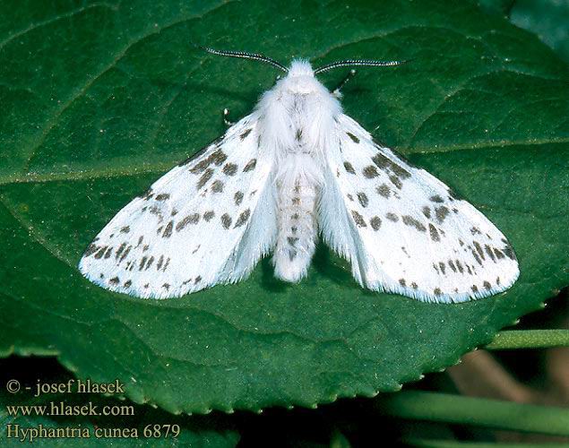 Amerikan Beyaz Kelebeği Zararlısı (Hyphantria Cunea) Amerikan Beyaz Kelebeği Zararlısı (Hyphantria Cunea)
