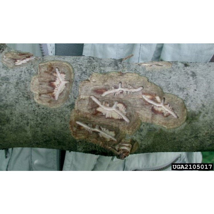 Antep Fıstığı Karagöz Kurdu Zararlısı (Hylesinus vestitus) Antep Fıstığı Karagöz Kurdu Zararlısı (Hylesinus vestitus)