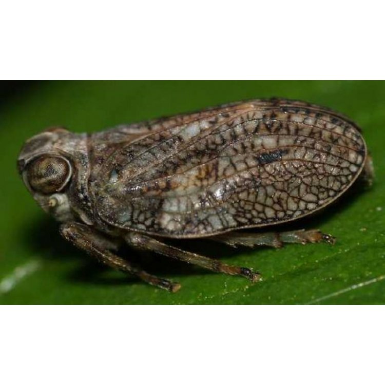 Zeytinde Kırlangıç Böceği Zararlısı (Agalmatium flavescens) Zeytinde Kırlangıç Böceği Zararlısı (Agalmatium flavescens)