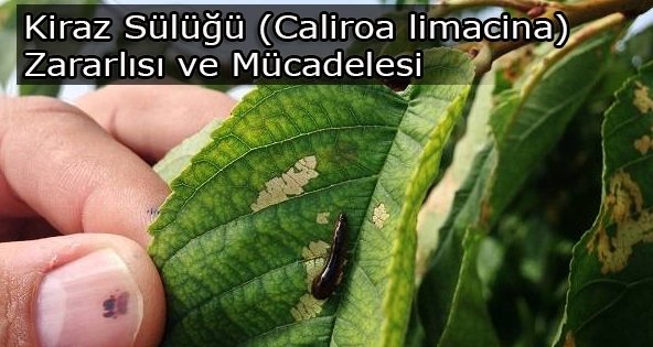 Kiraz Sülüğü Zararlısı (Caliroa Limacina) Kiraz Sülüğü Zararlısı (Caliroa Limacina)