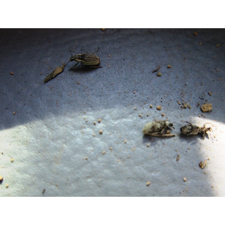 Yonca Hortumlu Böceği Zararlısı (Hypera Variabilis) Yonca Hortumlu Böceği Zararlısı (Hypera Variabilis)