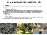 Elma Mozaik Virüsü Belirtileri, Nedenleri Ve Mücadele Yöntemleri