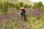 Adaçayı Yetiştiriciliği Nasıl Yapılır?