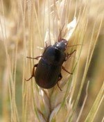 Önemli Tahıl Zararlıları Nelerdir?