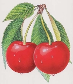 Kiraz Sülüğü Zararlısı (Caliroa Limacina)