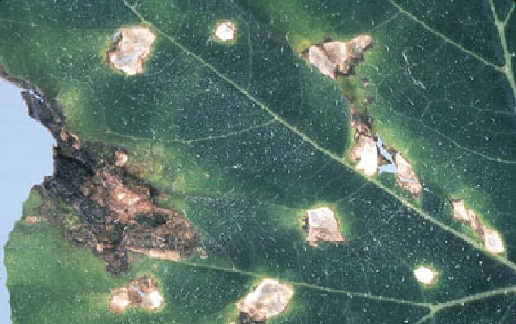 Hıyar Köşeli Yaprak Lekesi Hastalığı (Pseudomonas Syringae Pv. Lachrymans) Hıyar Köşeli Yaprak Lekesi Hastalığı (Pseudomonas Syringae Pv. Lachrymans)