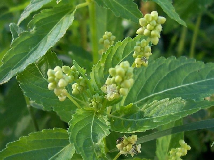 Mercurialis Annua Nedir? Mercurialis Annua Nedir?