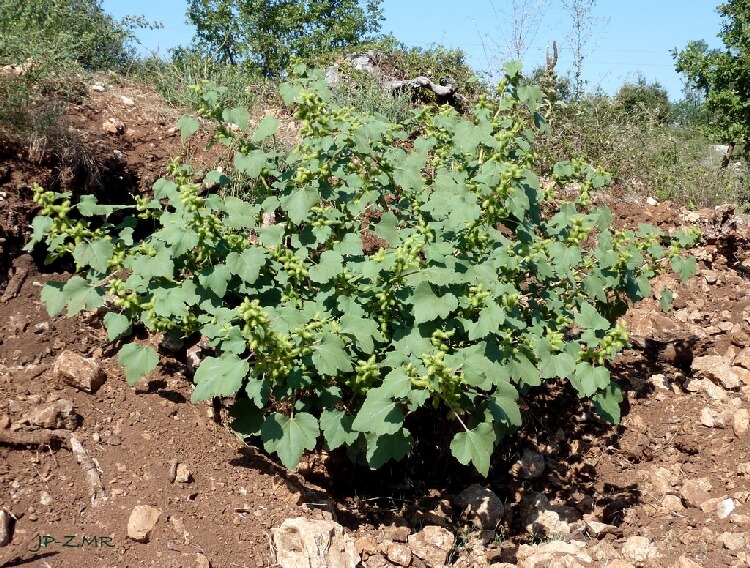 Turgenia Latifolia Nedir? Turgenia Latifolia Nedir?