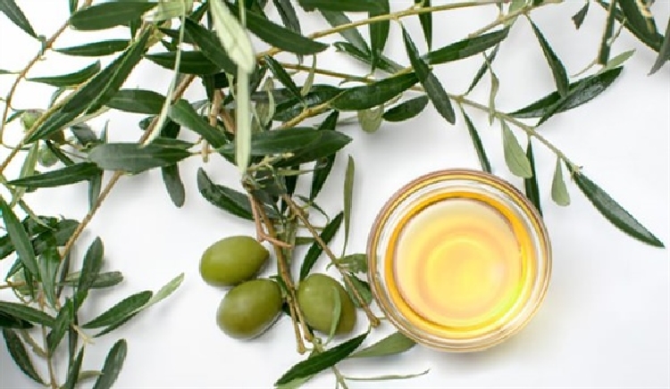 Zeytin Yaprağı Çayının Faydaları ve Zararları Nelerdir? Zeytin Yaprağı Çayının Faydaları ve Zararları Nelerdir?