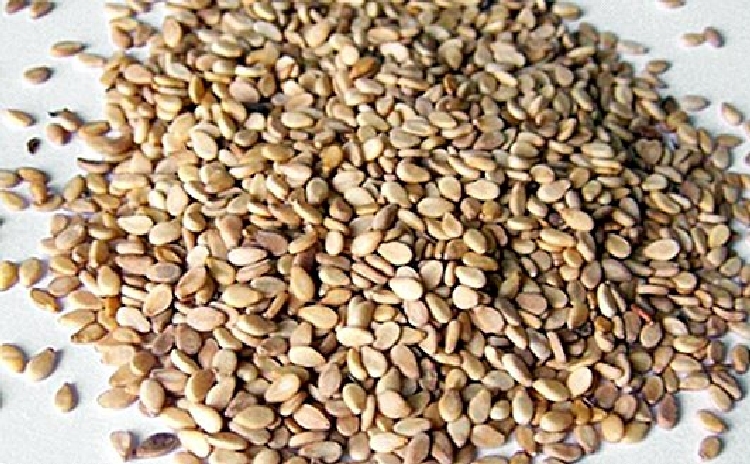 Susam Yağı Vücuda Sürülür Mü? Susam Yağı Vücuda Sürülür Mü?