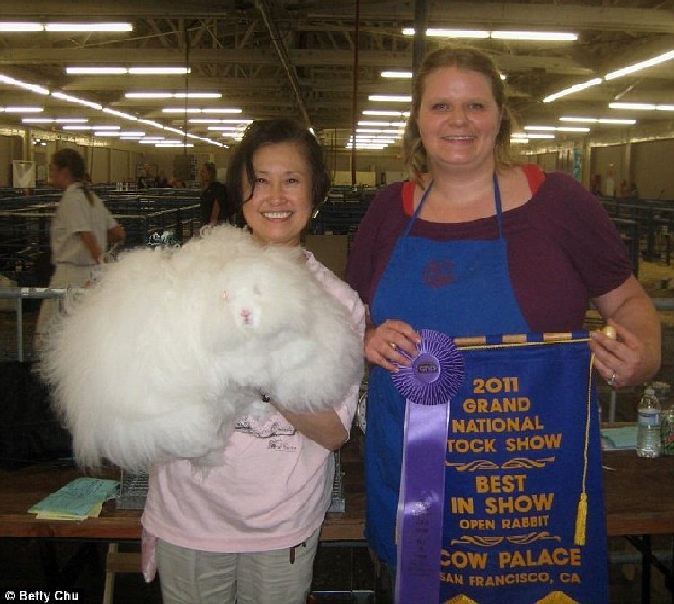 Angora Tavşanı Nasıl Beslenir? Angora Tavşanı Nasıl Beslenir?