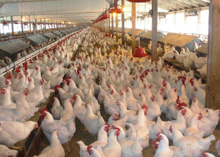 Yumurta Tavukçuluğu Nasıl Yapılır? Yumurta Tavukçuluğu Nasıl Yapılır?