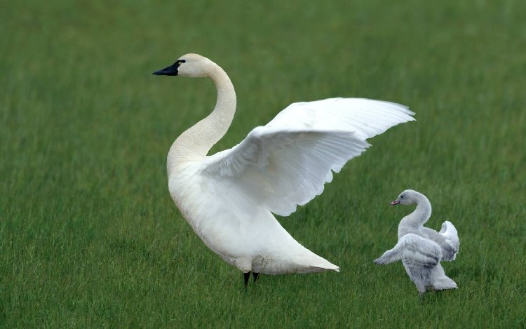 Pekin Ördeği Yetiştiriciliği Nedir, Nasıl Yapılır? Pekin Ördeği Yetiştiriciliği Nedir, Nasıl Yapılır?