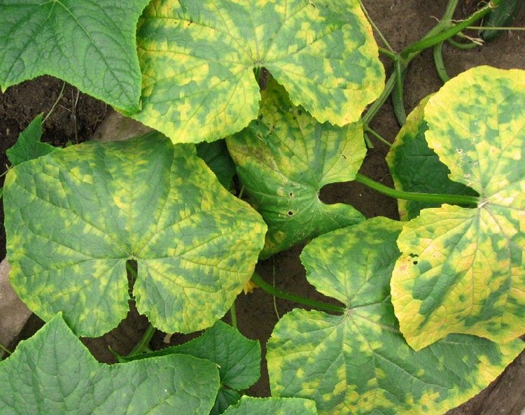 Cucumber Mosaic Virus Cucumber Mosaic Virus