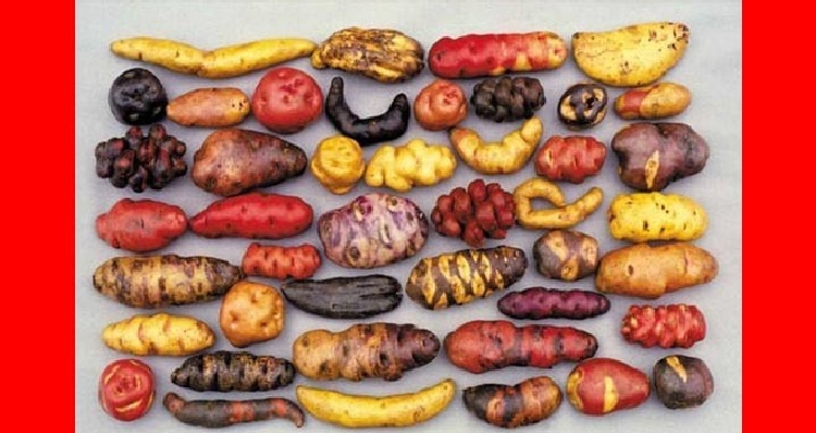 Tescilli Patates Çeşitleri Nelerdir? Tescilli Patates Çeşitleri Nelerdir?