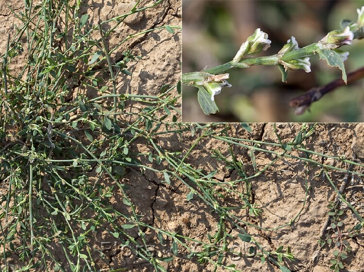 Polygonum Persicae Nedir? Polygonum Persicae Nedir?