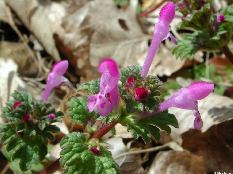 Lamium Macrodon Nedir? Lamium Macrodon Nedir?
