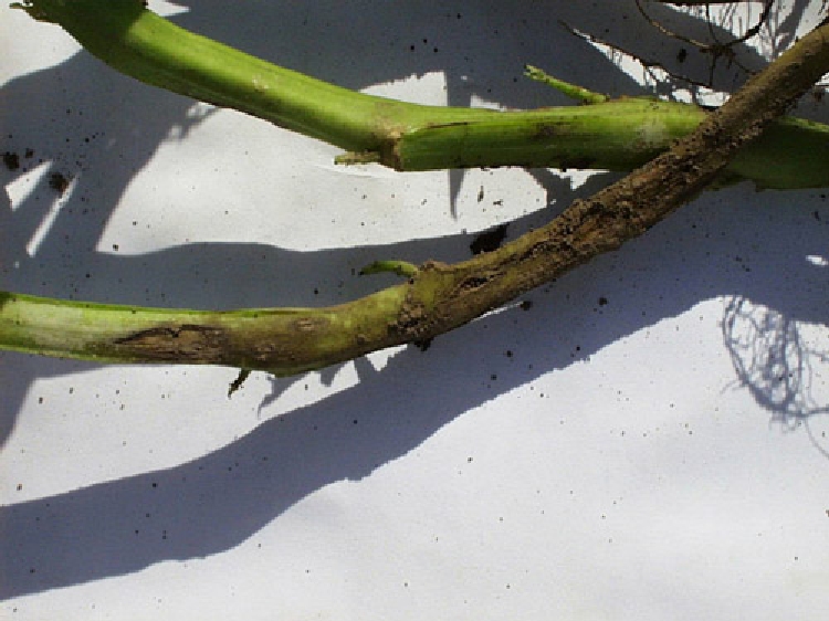 Rhizoctonia Kanseri Nedir? Rhizoctonia Kanseri Nedir?