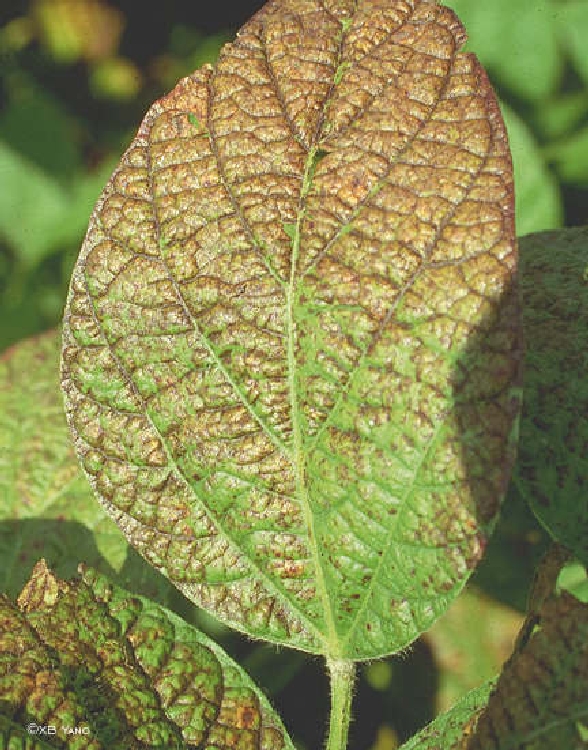 Cercospora Yaprak Lekesi Nedir? Cercospora Yaprak Lekesi Nedir?