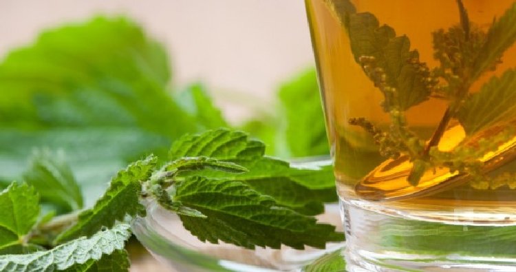 Isırgan Otu Çayının Faydaları ve Zararları Nelerdir? Isırgan Otu Çayının Faydaları ve Zararları Nelerdir?
