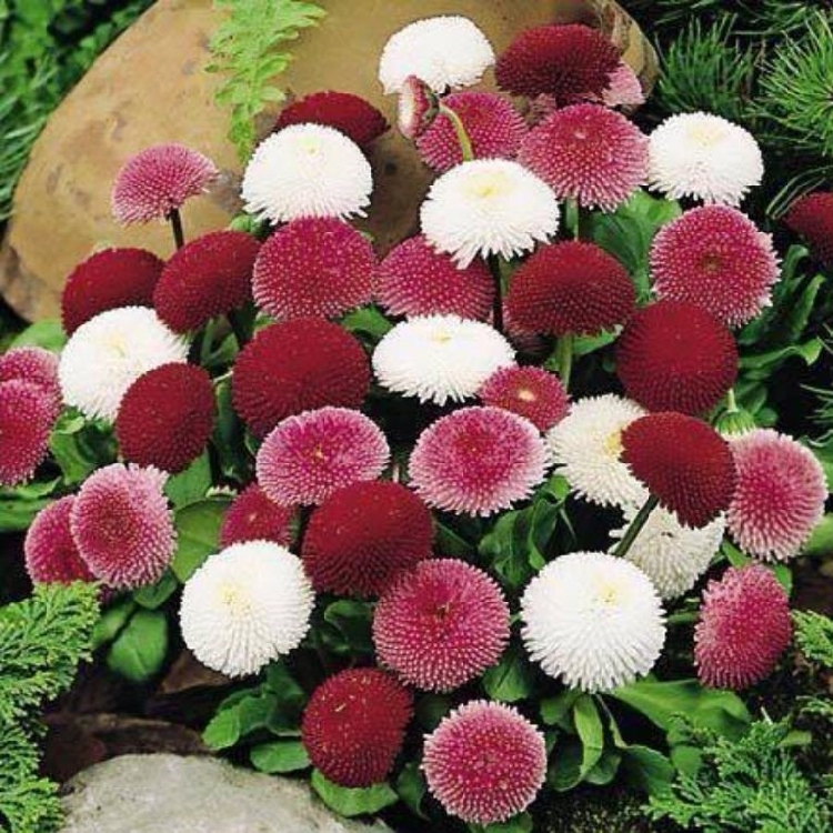 Bellis Çiçeği Nedir? Bellis Çiçeği Nedir?