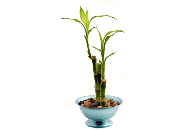 Bambu (Şans Bambusu) Bambu (Şans Bambusu)