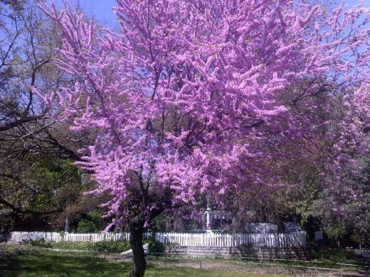 Erguvan Ağacı Erguvan Ağacı