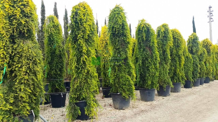 Limoni Servi (Cupressus Macrocarpa) Limoni Servi (Cupressus Macrocarpa)