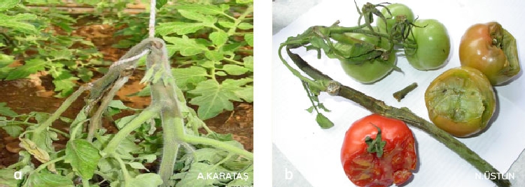 Domates Öz (Gövde) Nekrozu Hastalığı Domates Öz (Gövde) Nekrozu Hastalığı