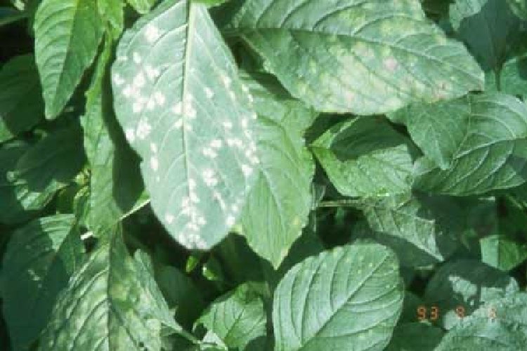 Albugo Occidentalis Nedir? Albugo Occidentalis Nedir?