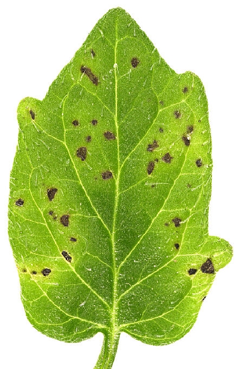 Bakteriyel Yaprak Lekesi (Pseudomonas Syringae Pv. Spinacea) Hastalığı Bakteriyel Yaprak Lekesi (Pseudomonas Syringae Pv. Spinacea) Hastalığı