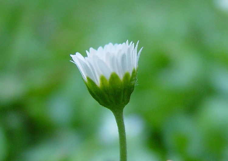 Bellis Perennis Nedir? Bellis Perennis Nedir?